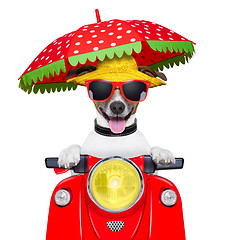 Image showing motorcycle dog summer dog