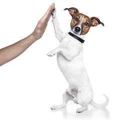 Image showing high five dog