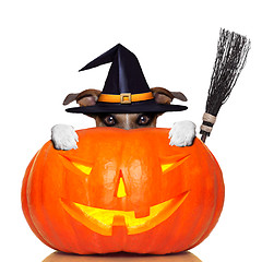 Image showing halloween pumpkin witch dog