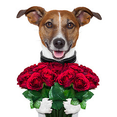 Image showing valentine dog  