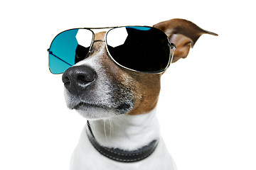 Image showing dog with funny shades