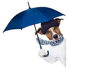 Image showing rain umbrella dog