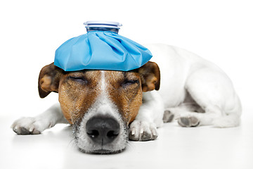 Image showing sick dog fever pain