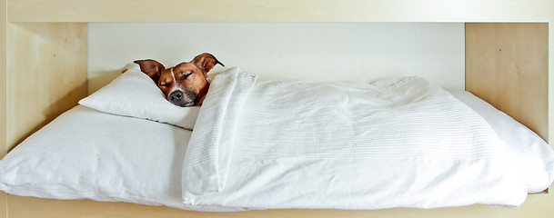 Image showing sleeping dog