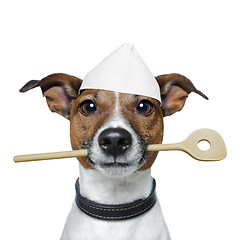 Image showing chef dog 