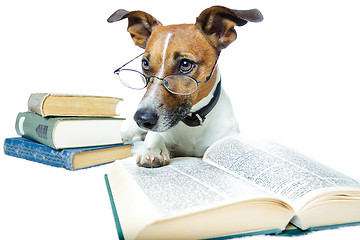 Image showing dog reading book 