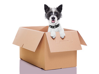 Image showing moving box dog