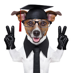 Image showing graduate dog