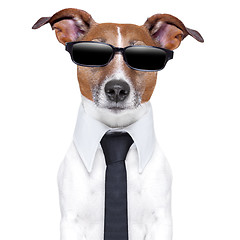 Image showing cool doggy