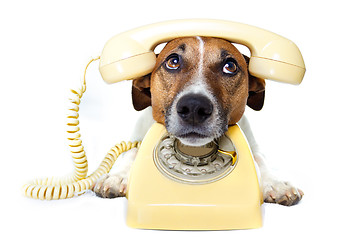 Image showing dog phone call