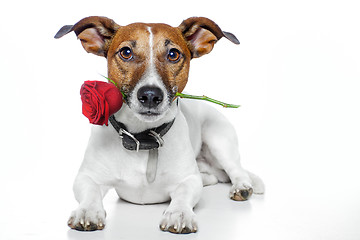 Image showing valentines dog