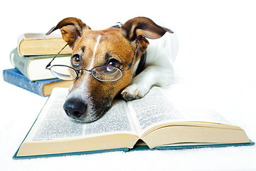 Image showing dog reading book 