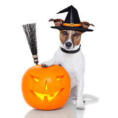 Image showing halloween pumpkin witch dog 