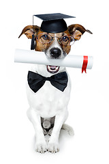 Image showing graduated dog