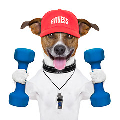 Image showing fitness dog