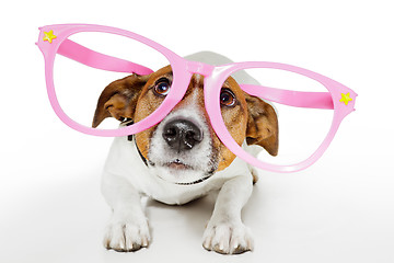 Image showing funny glasses dog 