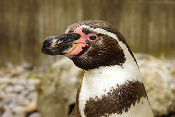 Image showing head of the penguin