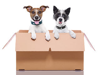 Image showing two mail dogs