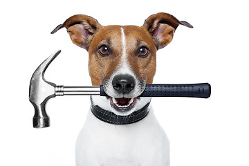 Image showing handyman dog with a hammer