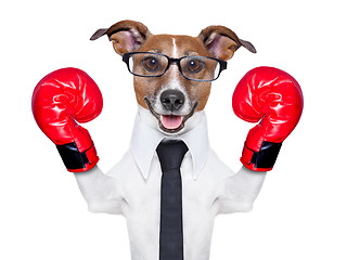 Image showing boxing dog