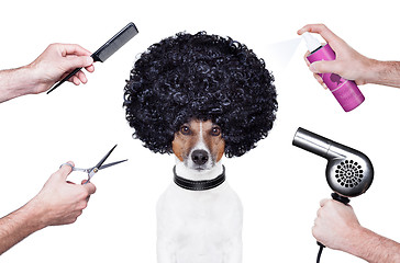 Image showing hairdresser  scissors comb dog spray