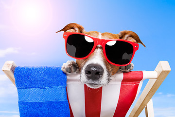 Image showing summer dog vacation holiday