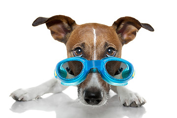 Image showing Dog with blue goggles