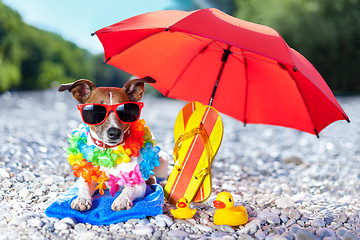 Image showing beach dog