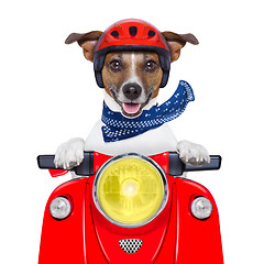 Image showing  motorcycle dog