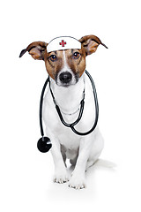 Image showing medical doctor dog