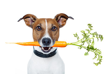 Image showing healthy dog with a carrot