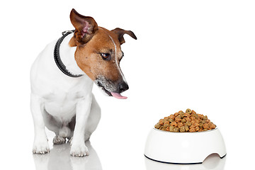 Image showing dog bowl hungry meal eat