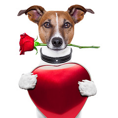 Image showing valentine dog 