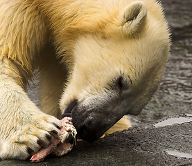 Image showing polar bear eating meat