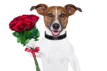 Image showing valentine dog 