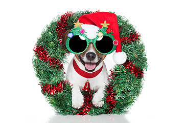 Image showing xmas dog 