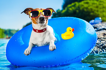 Image showing beach dog