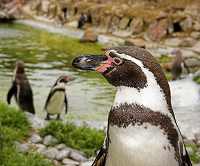 Image showing the penguins