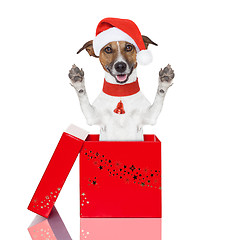 Image showing surprise christmas dog in a box