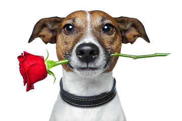 Image showing valentines dog