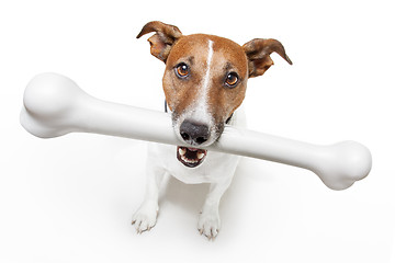 Image showing dog with a white bone 