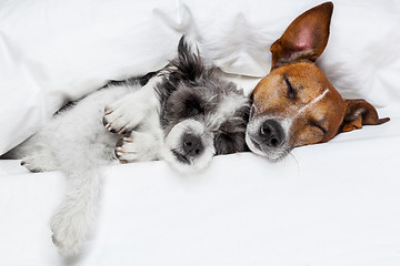 Image showing two dogs in love 