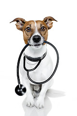 Image showing medical doctor dog