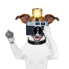 Image showing dog photo