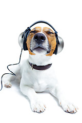 Image showing dog listening  to music