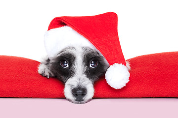 Image showing christmas dog