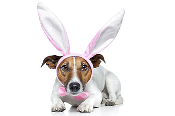 Image showing bunny dog easter