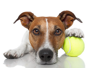 Image showing dog with tennis ball