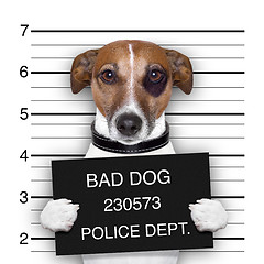 Image showing mugshot dog 