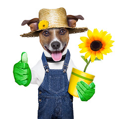 Image showing gardener dog